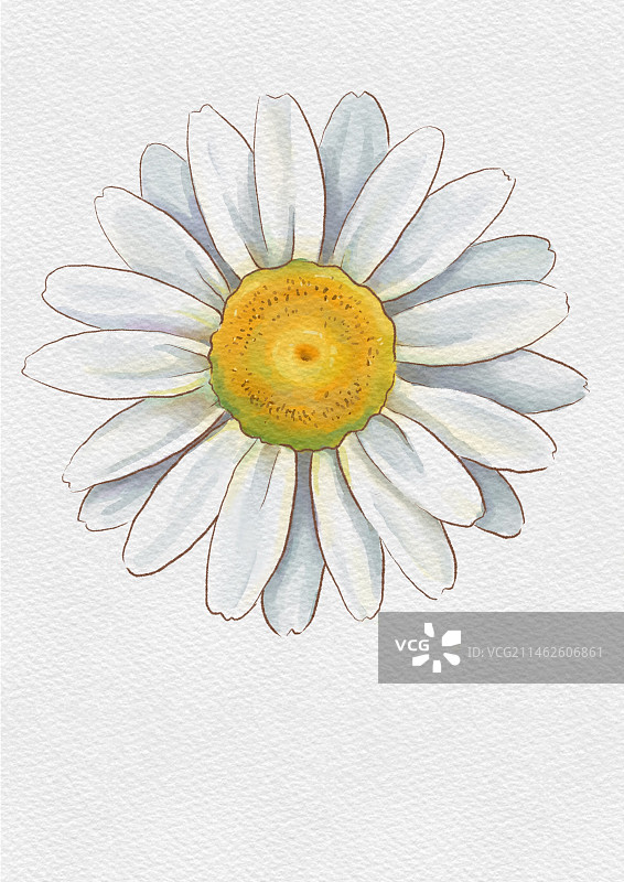 小雏菊素材图片素材