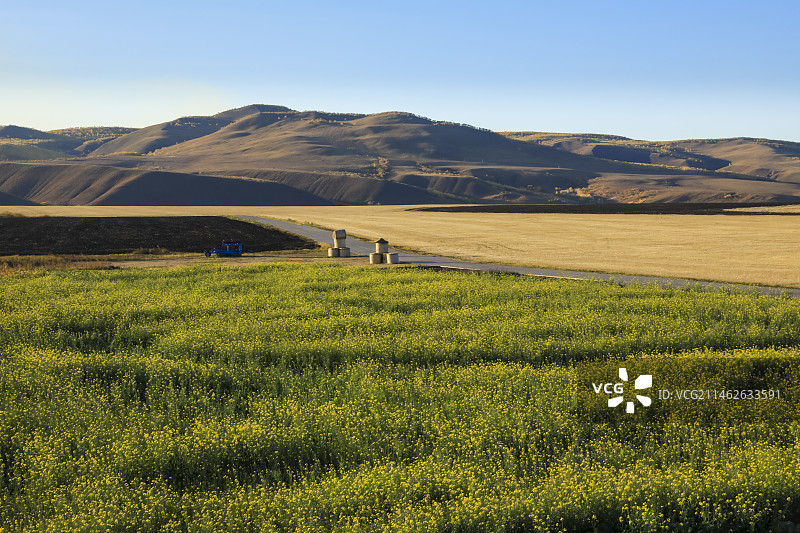 呼伦贝尔奥洛契庄园夕阳下油菜花海图片素材