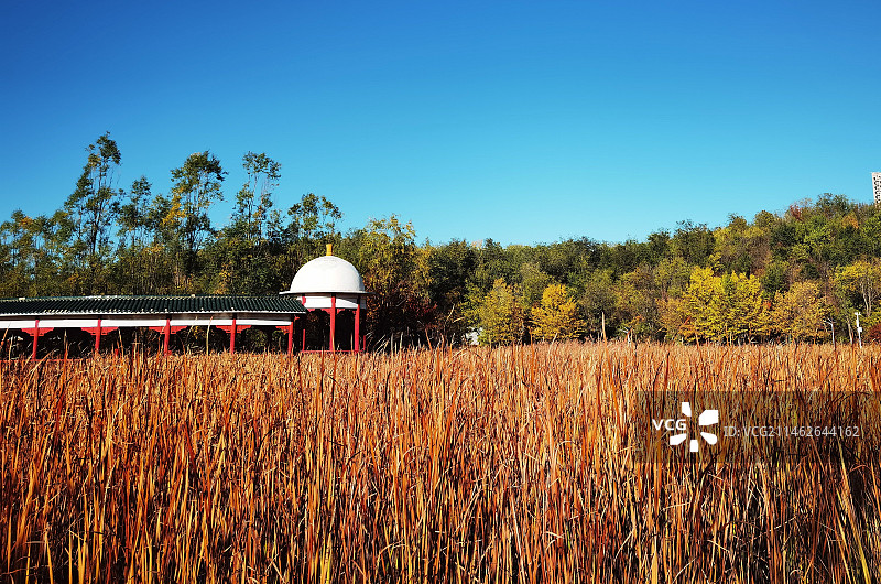 金秋系列之湖畔秋色.芦苇荡（内蒙古呼和浩特市成吉思汗公园）图片素材