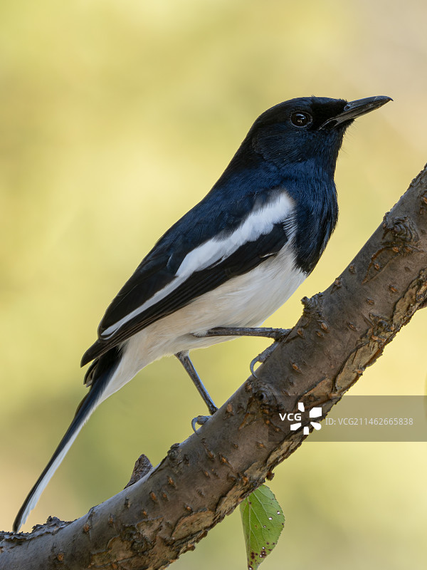 雄鹊鸲图片素材