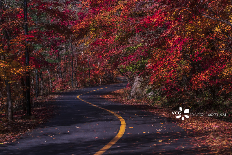 红枫季～辽宁丹东天桥沟图片素材