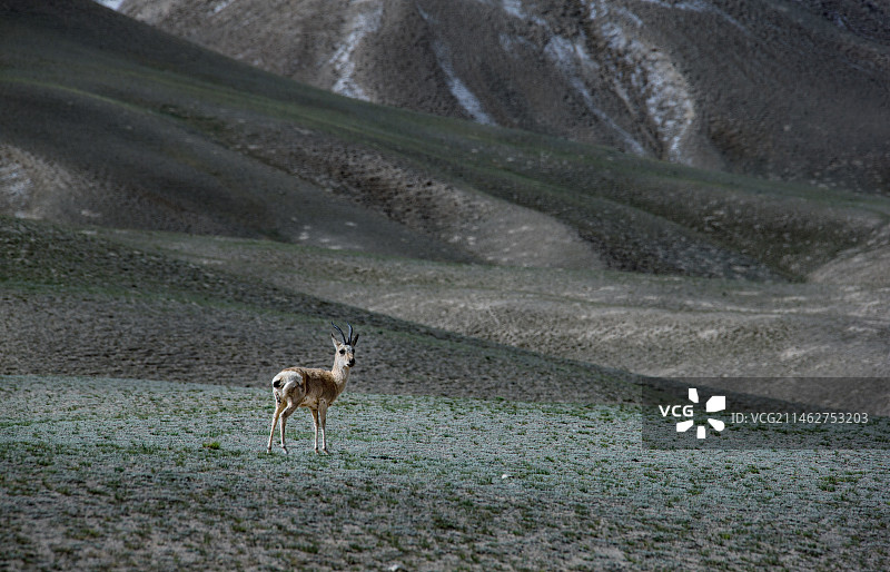 黄羊(藏原羚)靓姿图片素材