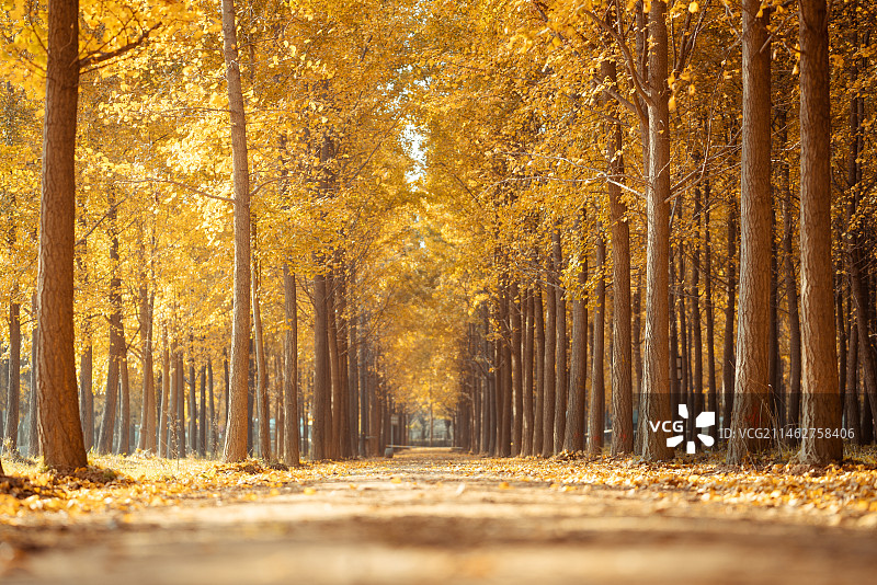 金色的秋天银杏树林图片素材