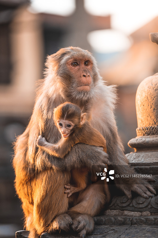 猴庙的猴子图片素材