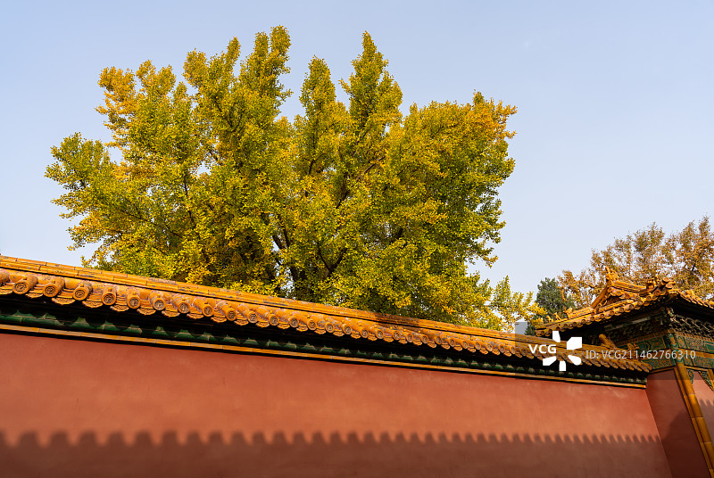 紫禁城延禧宫银杏树Ginkgo in Yanxi Palace The Forbidden City图片素材