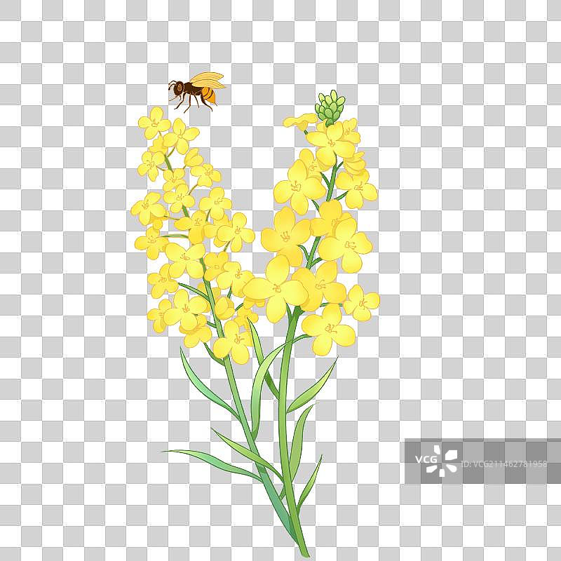 春天油菜花插画素材图片素材