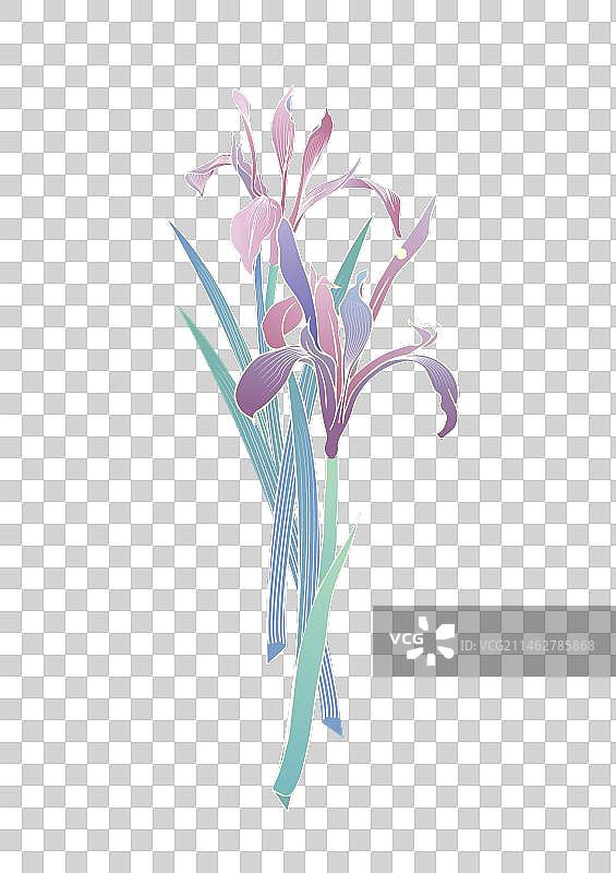 亭亭玉立鸢尾花图片素材