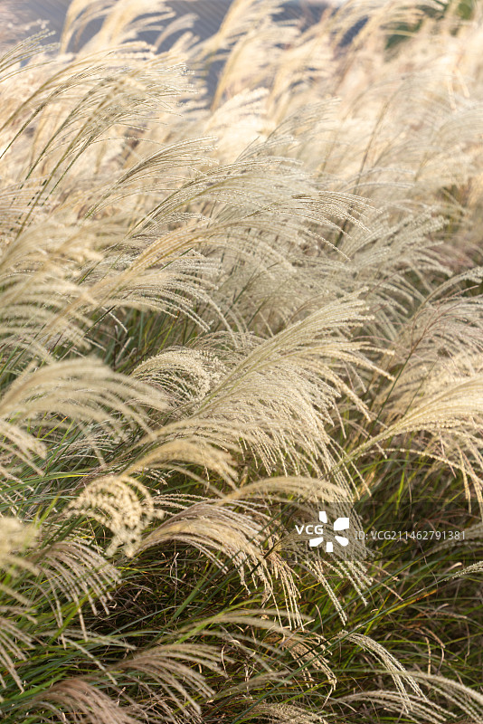 秋日氛围植物草图片素材