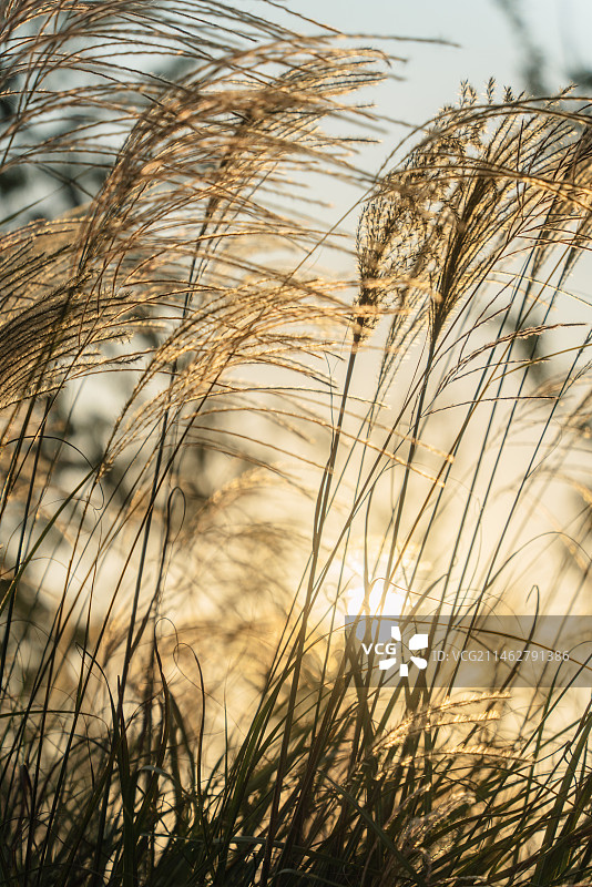 秋日氛围植物草图片素材