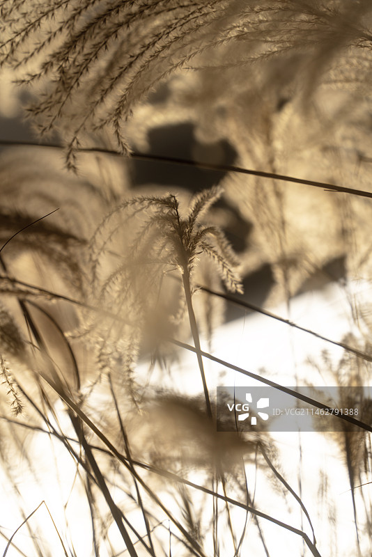 秋日氛围植物草图片素材