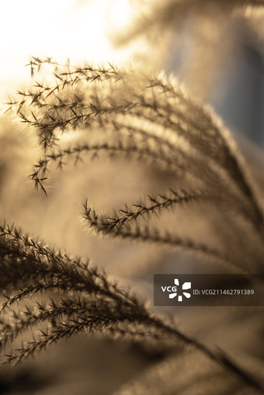 秋日氛围植物草图片素材