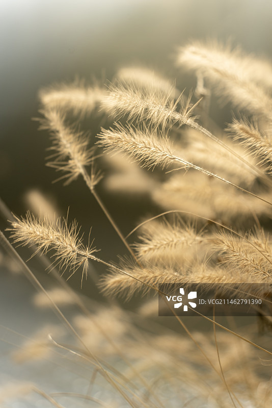 秋日氛围植物草图片素材