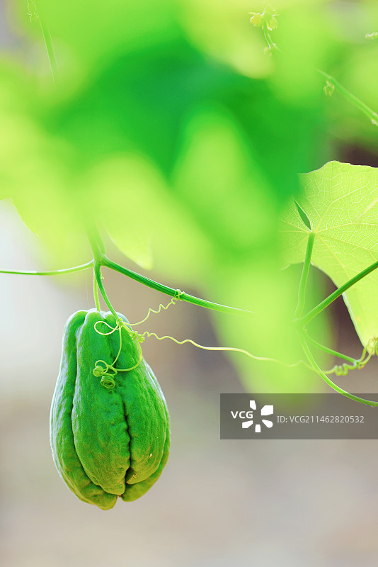 佛手，佛心，佛缘图片素材