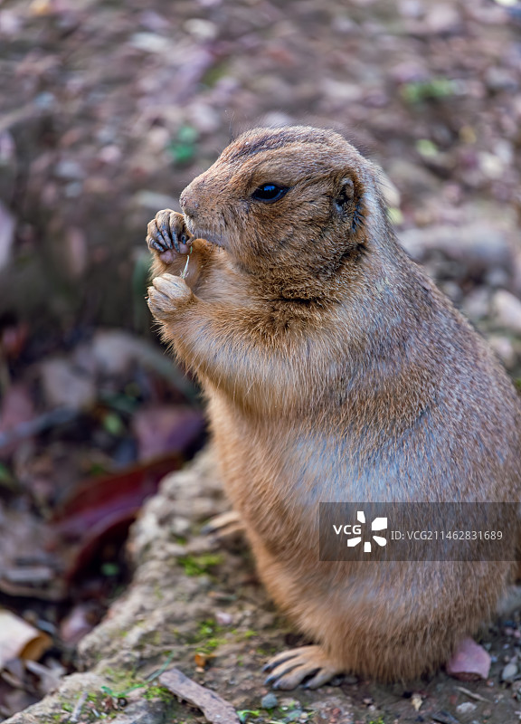 土拨鼠图片素材