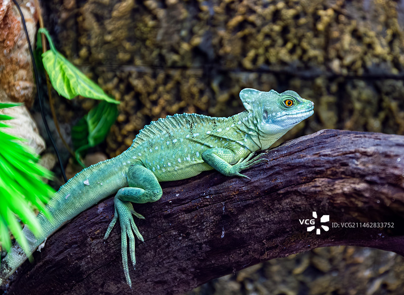 高冠变色龙图片素材