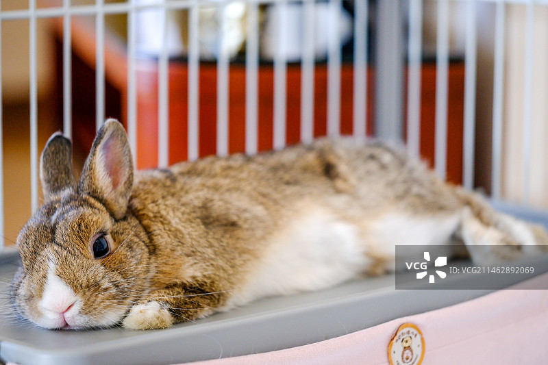 小兔子乖乖图片素材