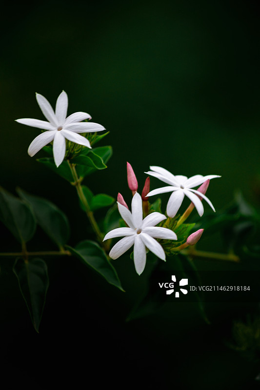 素馨花图片素材