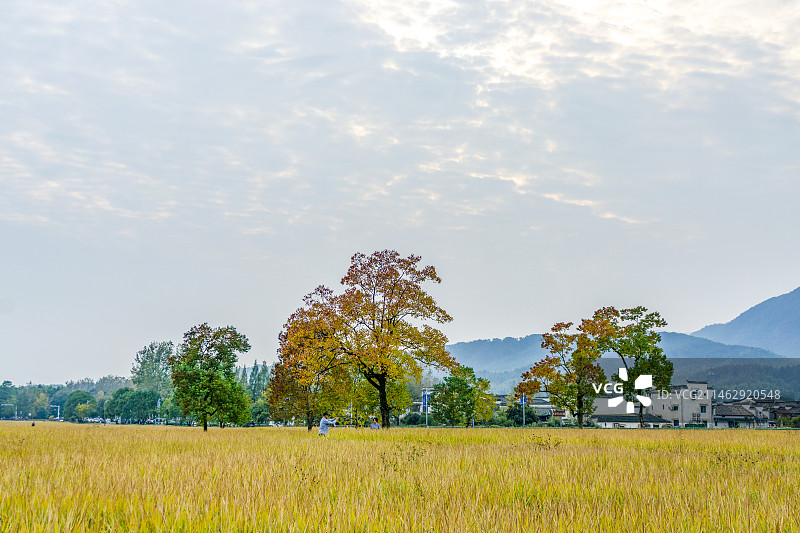 安徽黟县宏村塔川秋天稻田风光图片素材