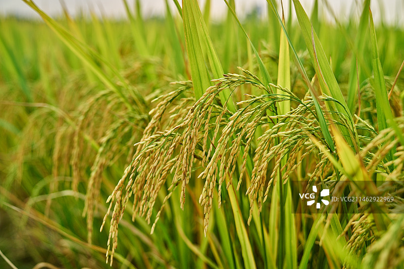 收获的季节图片素材