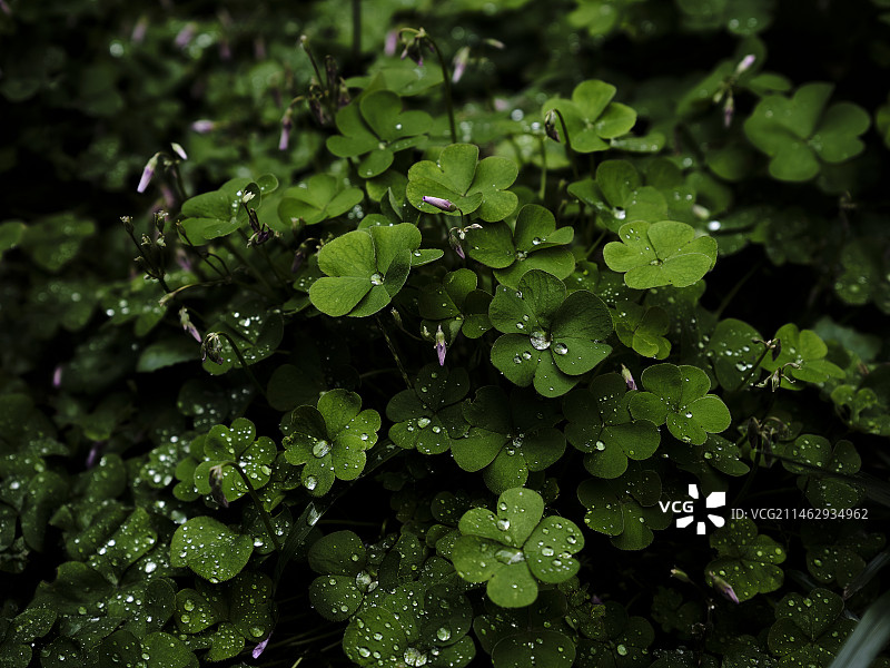 水滴清新三叶草图片素材