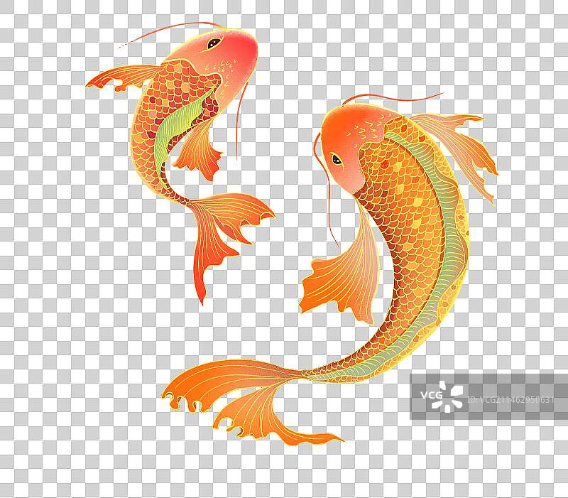 鲤鱼插画元素图片素材