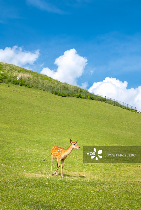 日本奈良若草山的小鹿图片素材