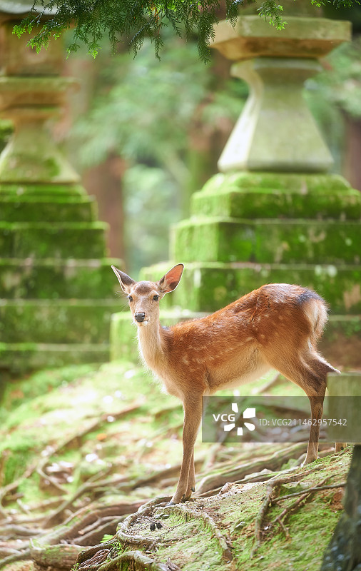 日本奈良春日大社休憩的小鹿图片素材