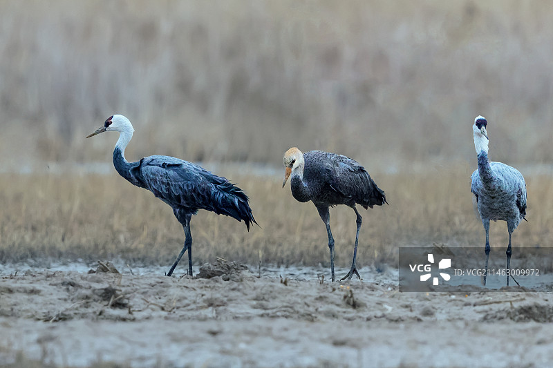 白头鹤----携子雪中觅食图片素材