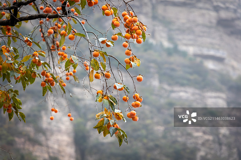 秋天太行山火红的柿子图片素材