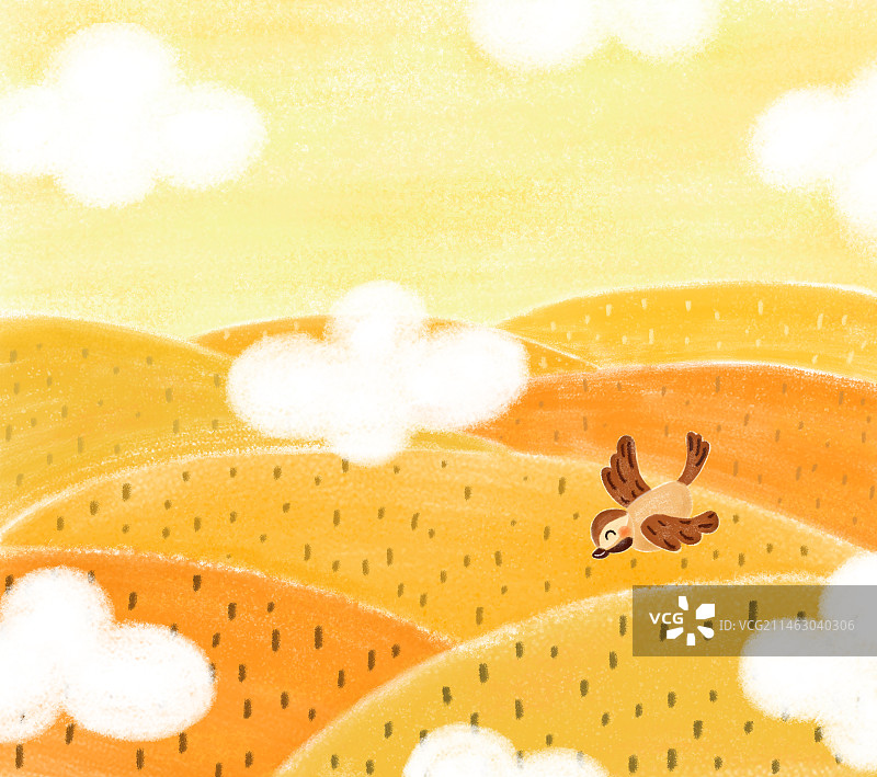 芒种麦田麻雀图片素材