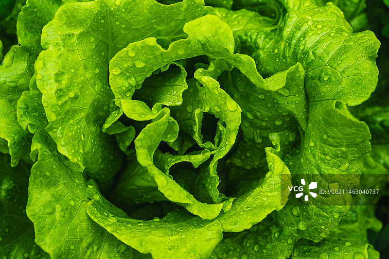 蔬菜特写图片素材