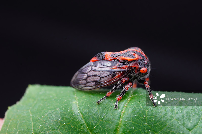 树叶上得角蝉图片素材