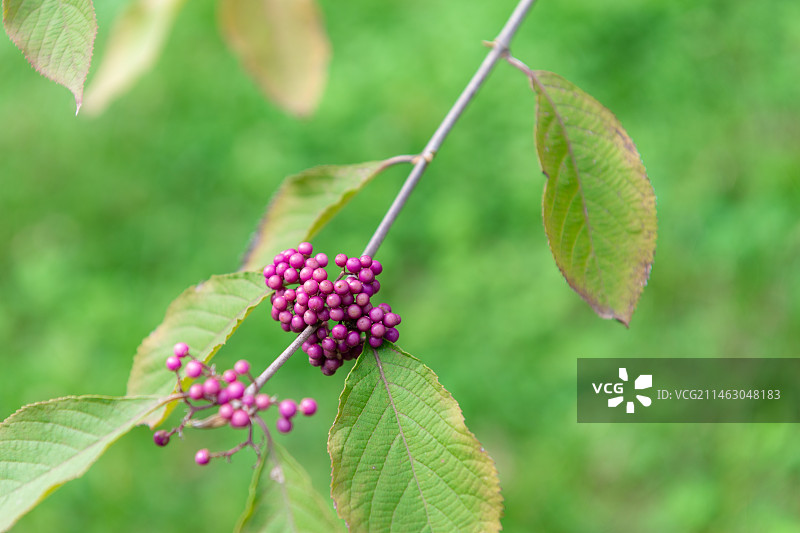 植物上生长的紫色浆果特写镜头  唇形科紫珠属植物图片素材