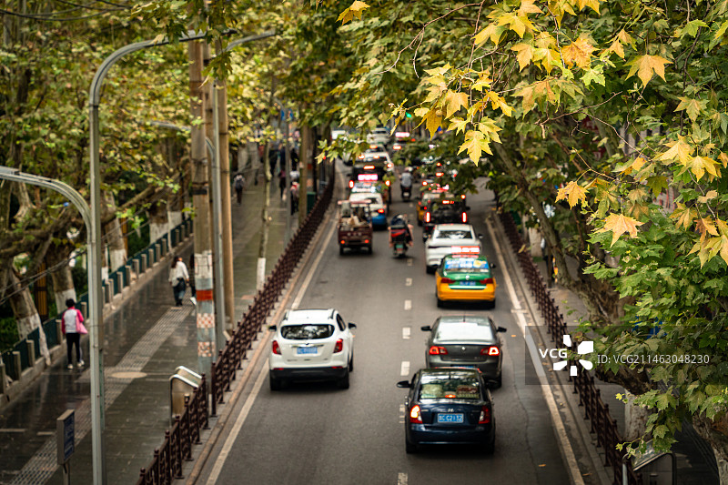 城市里秋天梧桐树下的车流图片素材