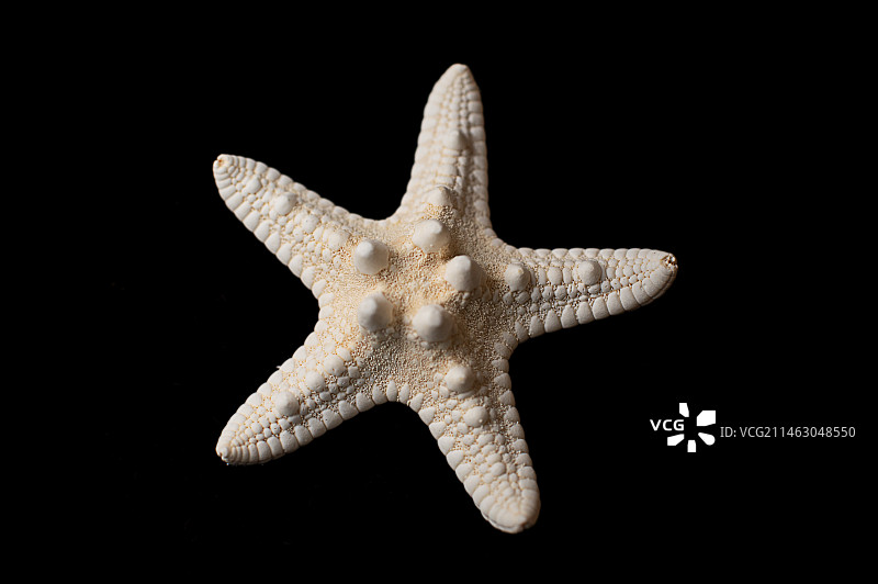 海星化石图片素材