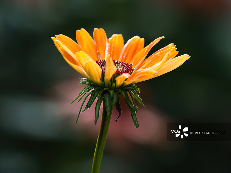 秋天公园里盛开的勋章菊图片素材