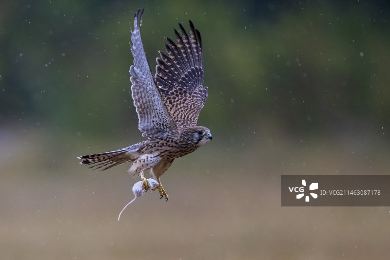 带弹飞行的红隼图片素材