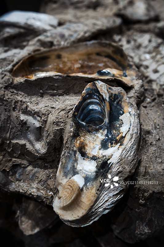 天津滨海新区博物馆图片素材