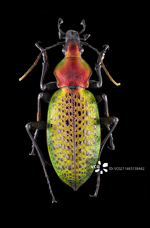 绿步甲图片素材