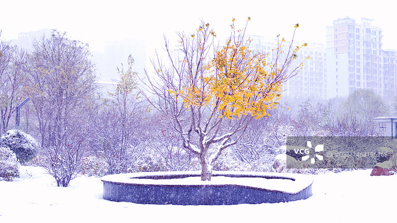 雪中秋色图片素材