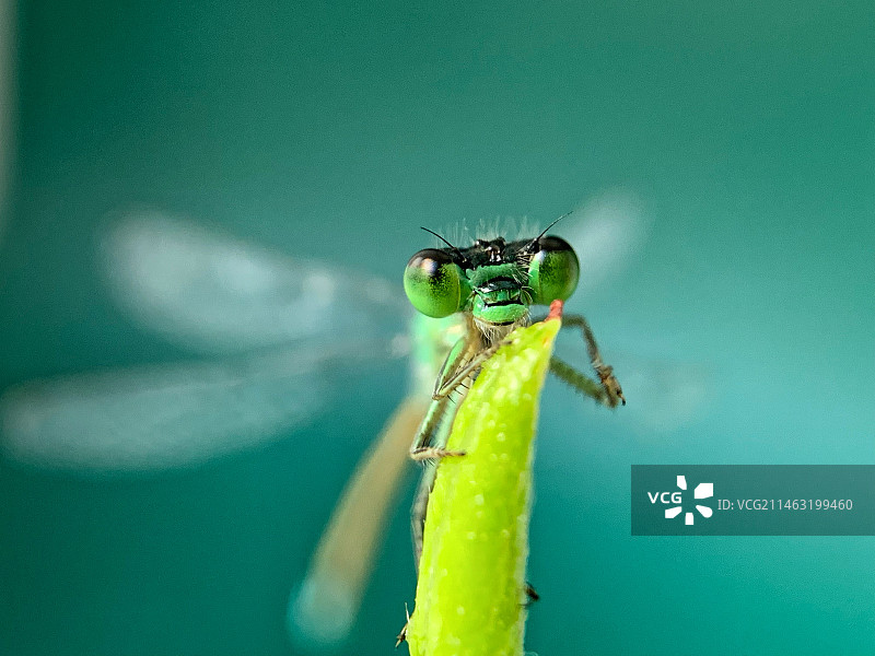 豆娘特写图片素材
