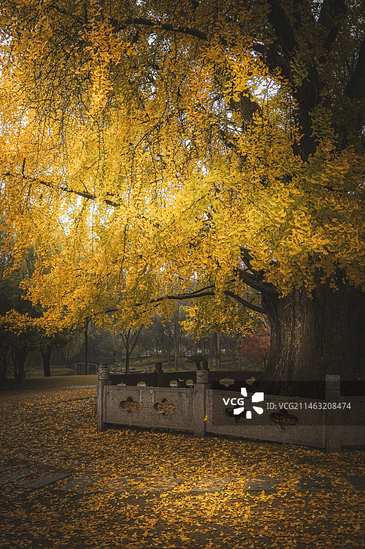 千年古银杏图片素材