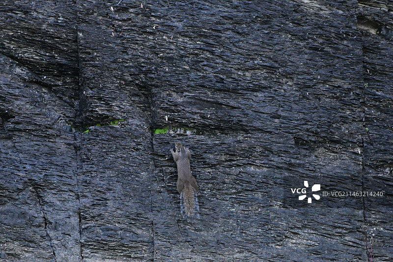 悬崖上跳跃的小松鼠图片素材
