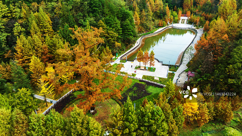 植物“活化石”天下第一杉：湖北恩施州利川谋道镇水杉王图片素材