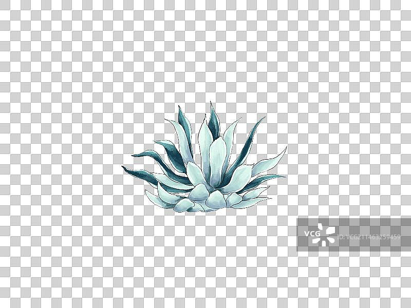 植物沙生植物图片素材