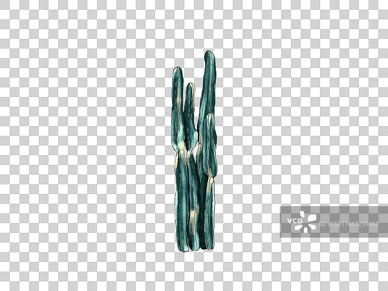 植物沙生植物图片素材