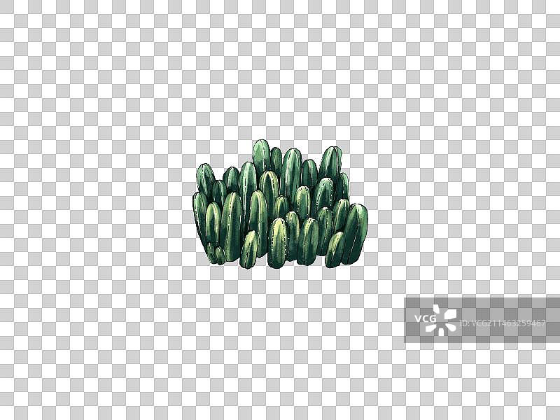 植物沙生植物图片素材