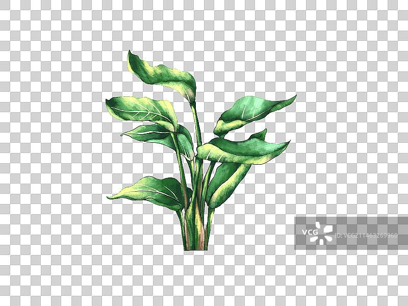 植物旅人蕉叶图片素材