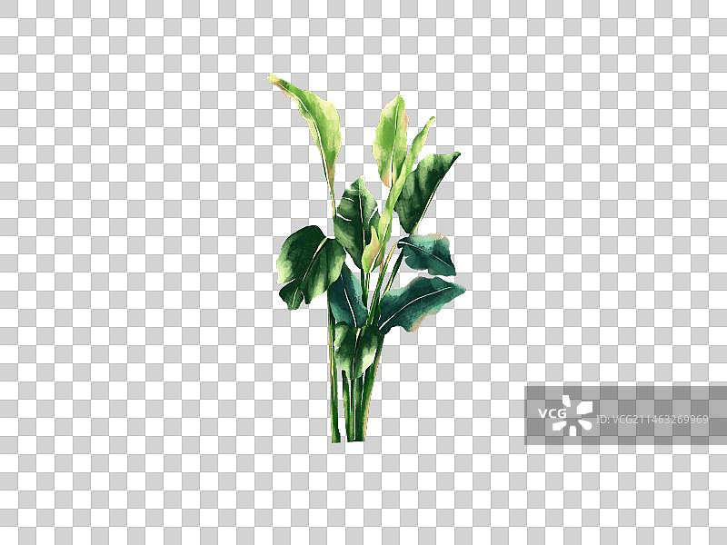 植物旅人蕉叶图片素材