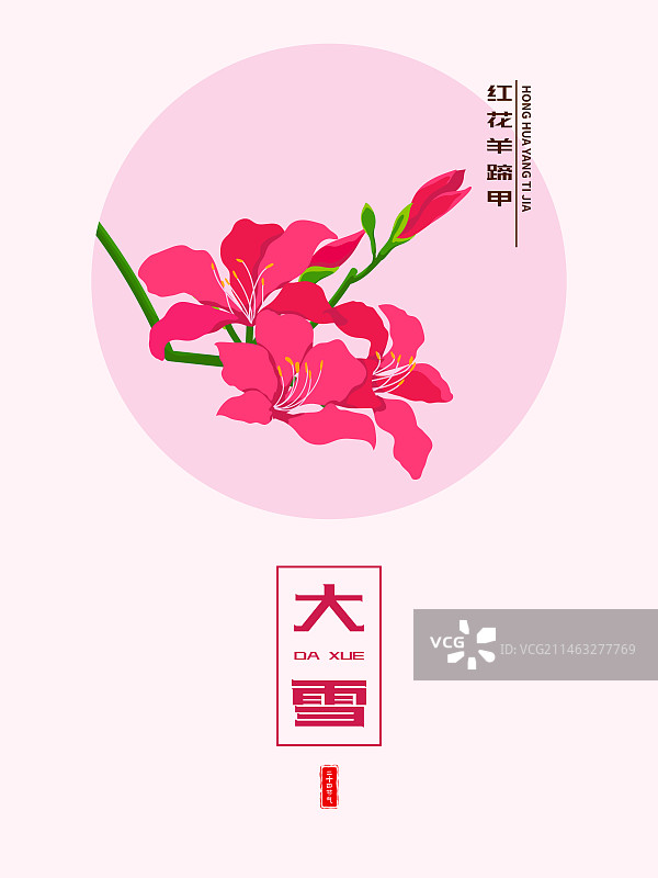 二十四节气花卉系列之大雪红花马蹄甲图片素材
